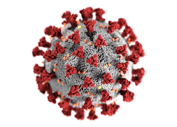 Datoranimering av SARS-CoV-2 med de karakteristiska röda ”proteinspikarna”, vilka känner igen och binder in till värdceller. Bild: Wikimedia Commons, CDC/ Alissa Eckert, MS; Dan Higgins, MAM