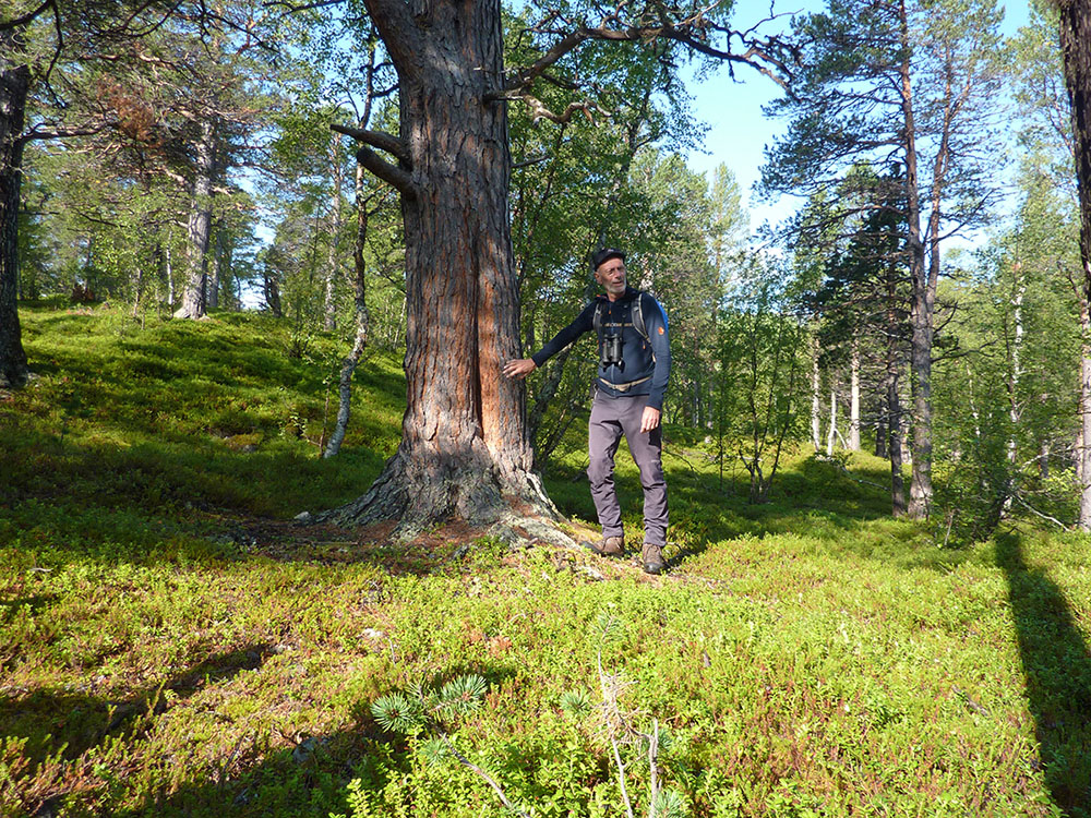 Magnus visar en tall med brandljud, den v&auml;rmeskada som orsakas av en skogsbrand och f&aring;r veden att blottas d&aring; barken att faller av. Genom att titta p&aring; andra tr&auml;d runtomkring om de har brandljud eller ej g&aring;r det att se ungef&auml;r n&auml;r det brann senast. Veden vid ljudet &auml;r bra t&auml;ndved eftersom den &auml;r k&aring;drik och l&auml;ttant&auml;ndlig. Foto: Fabian Rimfors