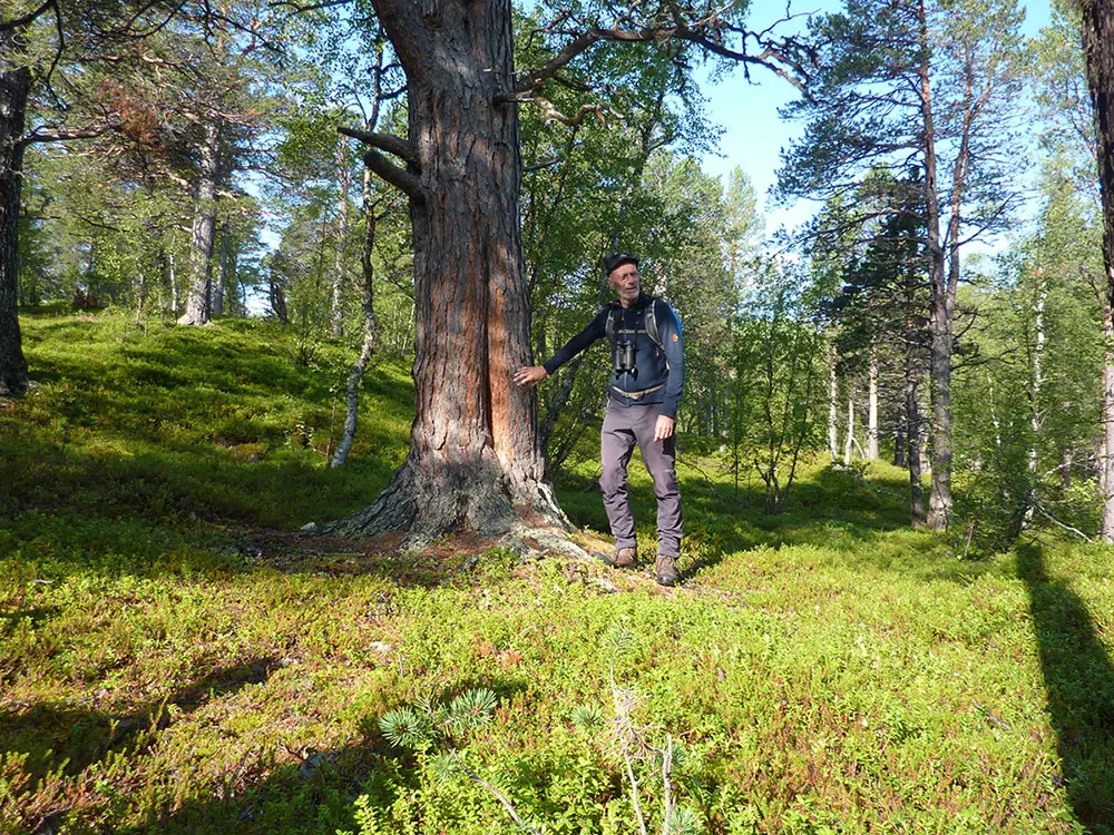 Magnus visar en tall med brandljud, den v&auml;rmeskada som orsakas av en skogsbrand och f&aring;r veden att blottas d&aring; barken att faller av. Genom att titta p&aring; andra tr&auml;d runtomkring om de har brandljud eller ej g&aring;r det att se ungef&auml;r n&auml;r det brann senast. Veden vid ljudet &auml;r bra t&auml;ndved eftersom den &auml;r k&aring;drik och l&auml;ttant&auml;ndlig. Foto: Fabian Rimfors