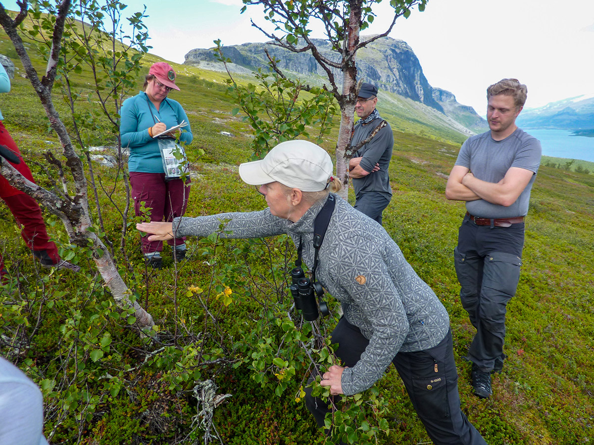 Johanna Gr&ouml;nroos som &auml;r l&auml;rare i landskapsvetenskap f&ouml;rklarar hur man kan avl&auml;sa hur h&ouml;gt sn&ouml;n brukar ligga runt bj&ouml;rken p&aring; vintern. Sn&ouml;m&auml;rkeslaven (Melanohalea olivacea) hon pekar p&aring; kan bara v&auml;xa ovanf&ouml;r sn&ouml;t&auml;cket. Foto: Fabian Rimfors