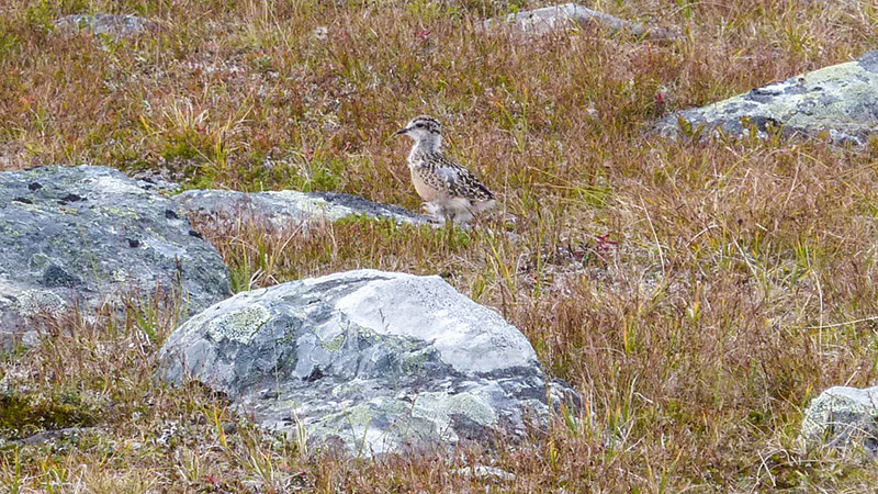 Fj&auml;llpiparen &auml;r inte som alla andra f&aring;glar. Medan mamma flyger fritt s&ouml;derut &auml;r pappa hemma och tar ansvaret f&ouml;r barnen. Uppe p&aring; Njunjes kom vi n&auml;ra en hane och hans tv&aring; ungar. Foto: Fabian Rimfors