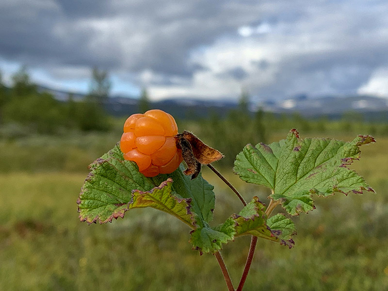 Hjortron (Rubus chamaemorus) &auml;r en s&aring; kallad &rdquo;tv&aring;byggare&rdquo; och till skillnad fr&aring;n &ouml;vriga arter i v&auml;xtsl&auml;ktet rubus saknar hjortronet sj&auml;lvpollineringsf&ouml;rm&aring;ga, eftersom han- och honblommorna sitter p&aring; olika individer. Foto: Therese Igelstr&ouml;m