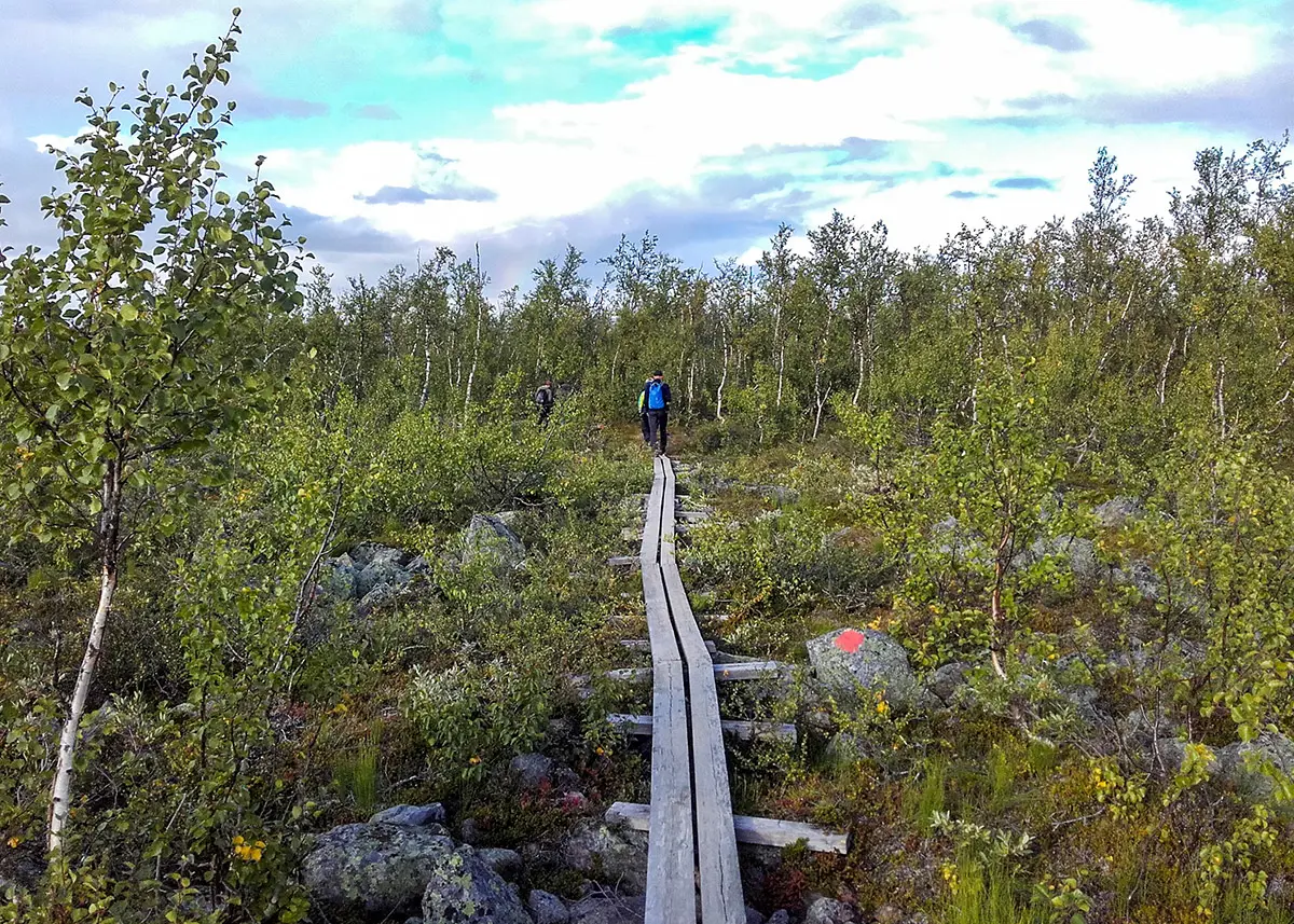 Bredvid sp&auml;ngerna &ouml;ver en myr finner vi sensommarens sista hjortron. Foto: Vadims Murasovs