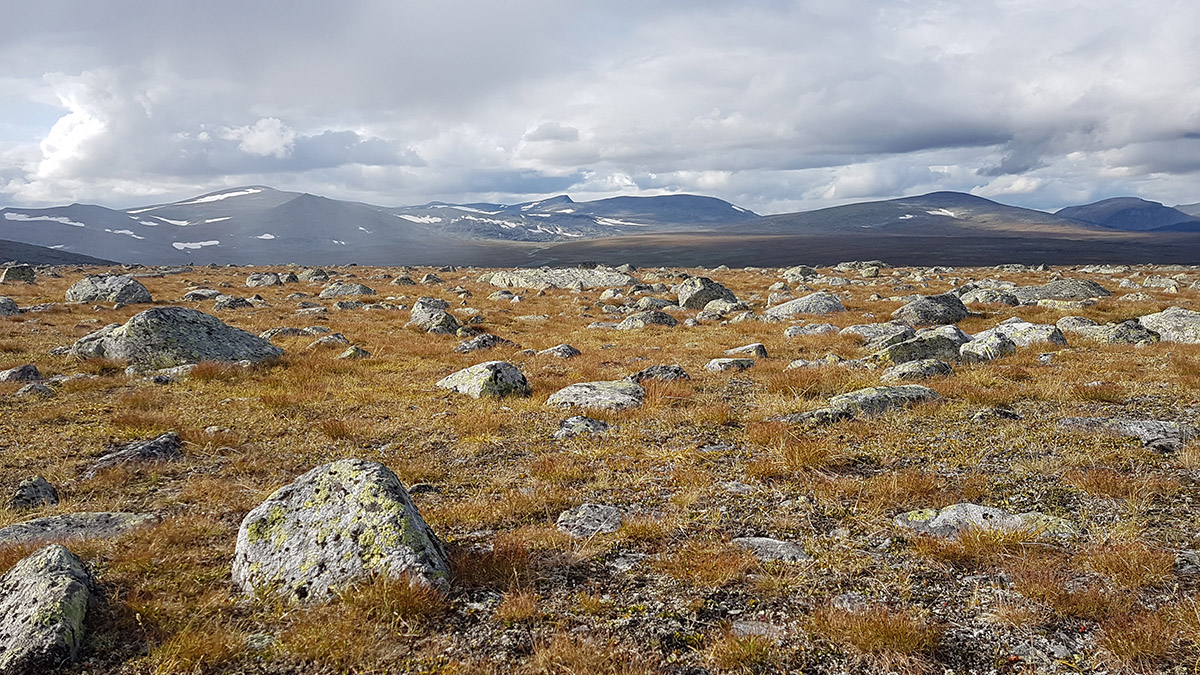Den mellanalpina zonen p&aring; ryggen av Njunjes pr&auml;glas av sten och gr&auml;s. Foto: Johanna Gr&ouml;nroos