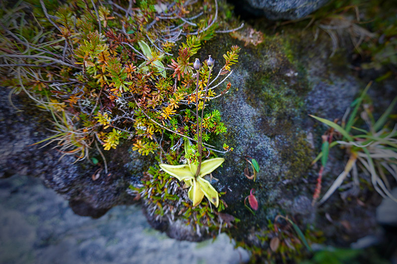 Den k&ouml;tt&auml;tande t&auml;t&ouml;rten (Pinguicula vulgaris) trivs p&aring; fuktiga och g&auml;rna kv&auml;vefattiga jordar. Tyv&auml;rr g&aring;r det dock inte att g&ouml;ra t&auml;tmj&ouml;lk (l&aring;ngfil) genom att l&aring;ta bladen dra i f&auml;rsk mj&ouml;lk som Carl von Linn&eacute; f&ouml;resl&aring;r i sin Flora Lapponica. Men d&auml;remot har t&auml;t&ouml;rt anv&auml;nts f&ouml;r att bleka h&aring;r som d&aring; blir gulaktigt. Foto: Amanda Fagerlund