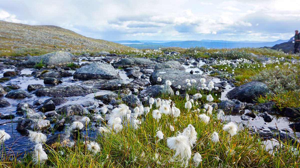 Polarull (Eriophorum scheuchzeri) trivs vid k&auml;lldrag och bildar ofta stora best&aring;nd med sina utl&ouml;pare. Foto: Amanda Fagerlund