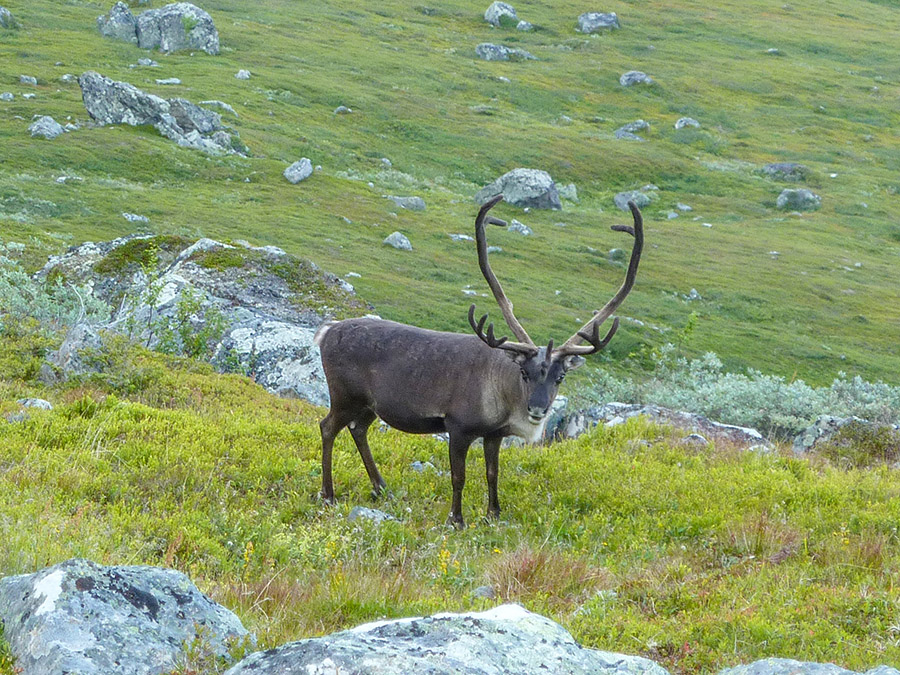 B&aring;de sarvarna och vajorna kommer att feja bort basthuden fr&aring;n hornen inf&ouml;r brunsten i september, oktober. Sarvarna f&auml;ller sina horn direkt efter brunsten varje &aring;r, medan vajorna beh&aring;ller sina under hela vintern och f&auml;ller dem f&ouml;rst efter kalvningen p&aring; v&aring;ren. Foto: Fabian Rimfors