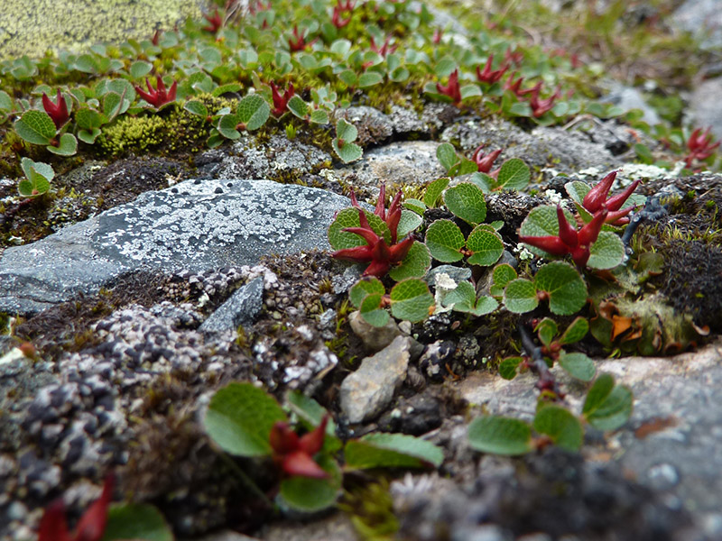 Det v&auml;xer massor av videv&auml;xter i fj&auml;llen. Dv&auml;rgvide (Salix herbacea) &auml;r den minsta och den trivs uppe p&aring; kalfj&auml;llet d&auml;r marken &auml;r fuktig och mager, som exempelvis vid sn&ouml;legor. Foto: Fabian Rimfors