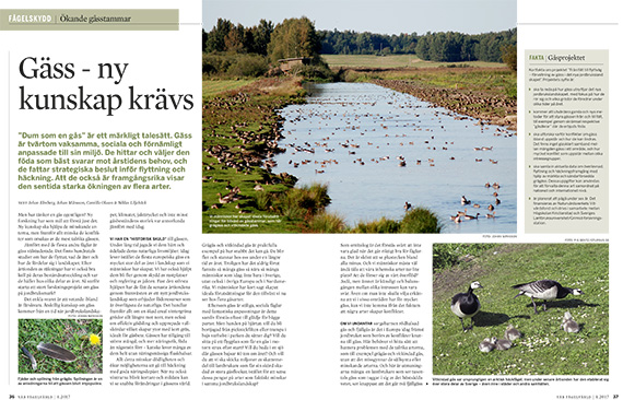 Vår Fågelvärld. Gäss - ny kunslap krävs.