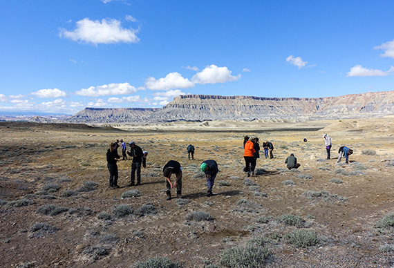 Studenterna letar ostronfossil utanf&ouml;r Hanksville, Utah, i Great Basin-&ouml;knen. Foto: Magnus Thelaus