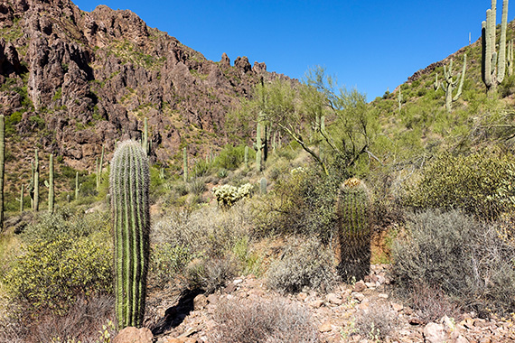 Den f&ouml;rsta vegetationsstudien, vid Superstition Mountains i Sonora&ouml;knen, med saguarokaktus, teddybear cholla-kaktus, Sonoran barrel-kaktus, agave, ocotillo, mesquite. Berget best&aring;r av vulkaniska utbrottsprodukter. Foto: Magnus Thelaus