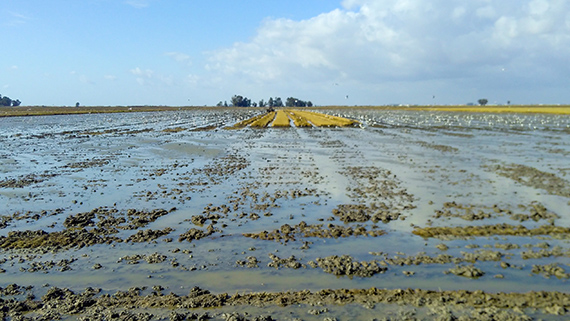 De leriga risf&auml;lten kring Do&ntilde;ana &auml;r utm&auml;rkta platser att studera storkar, bronsibisar och h&auml;grar.
