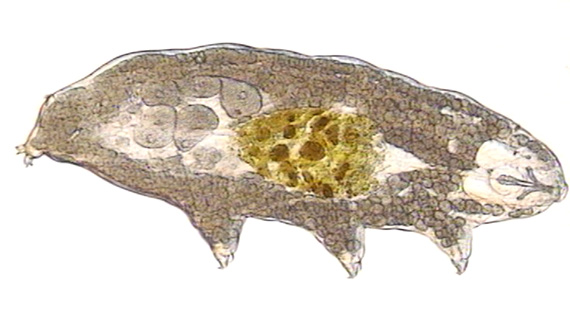 Björndjuren är mellan 0,05 och 1 mm stora. Detta tillhör släktet Macrobiotus.