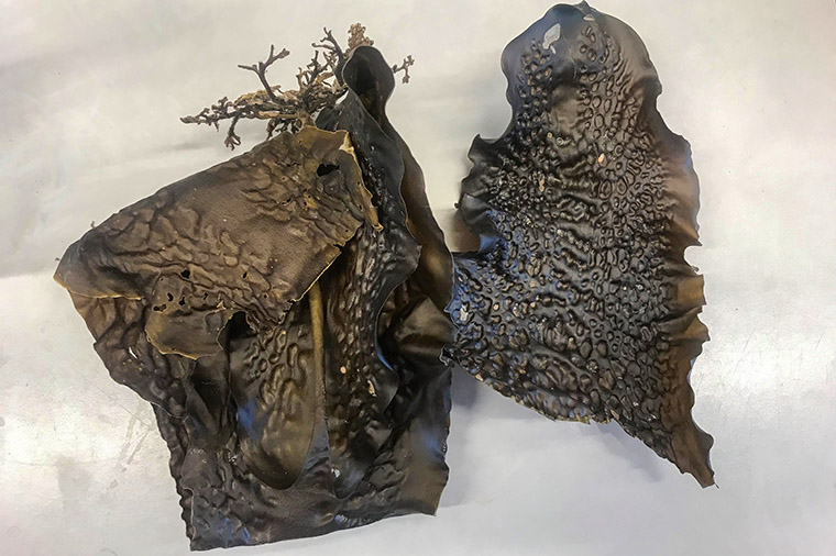 Saccharina latissima. Foto: Kristoffer Stedt