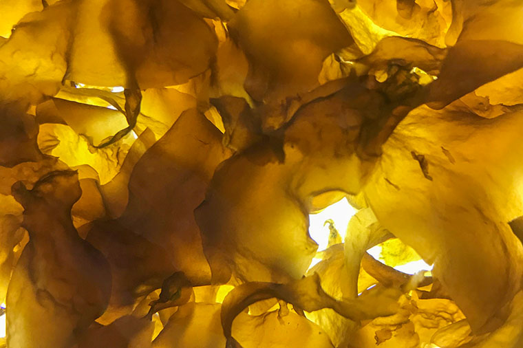 Sockert&aring;ng, Saccharina latissima. Foto: Kristoffer Stedt