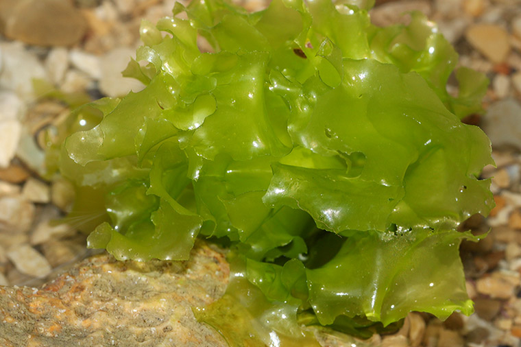 Havssallat, Ulva fenestrata. Foto: Holger Krisp/CC BY 3.0