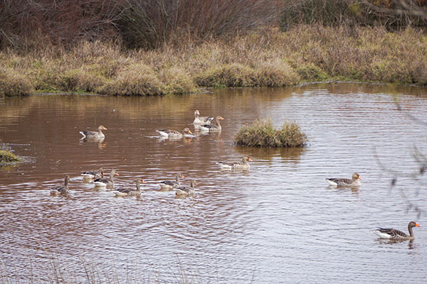 Hur p&aring;verkar det &ouml;kande antalet andf&aring;glar v&aring;ra v&aring;tmarker?