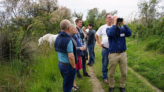 Gruppen spanar efter bi&auml;tare i Tour du Valat, med camargueh&auml;star i bakgrunden. Foto: Gunnar Gunnarsson