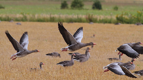 Gr&aring;g&auml;ss lyfter. Foto: Niklas Liljeb&auml;ck