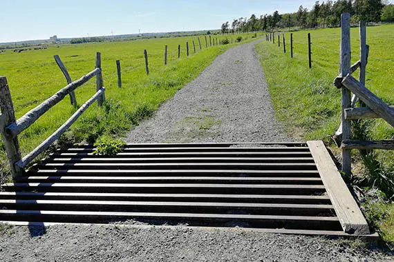 Lingenäset