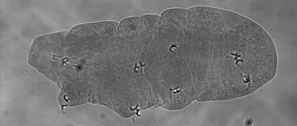 Nydöpta tardigraden Itaquascon magnussoni som har fått sitt namn efter grundaren av biosfärområdet Kristianstads Vattenrike, Sven-Erik Magnusson.