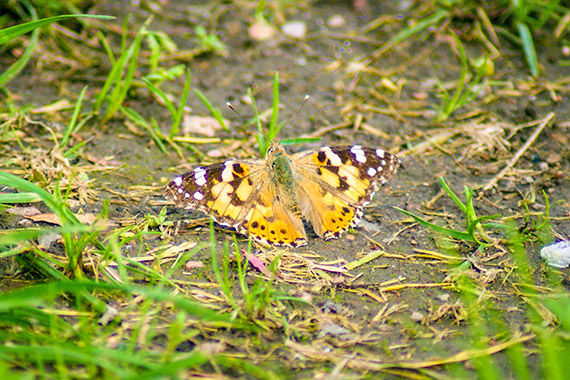 &Auml;ngen p&aring; Krapperup ska bland annat locka fler fj&auml;rilar, som h&auml;r en tistelfj&auml;ril (Cynthia cardui) fr&aring;n familjen praktfj&auml;rilar.