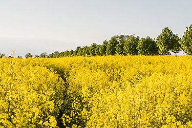 Rapsfält.
