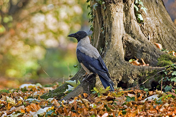 Kr&aring;ka - Corvus cornix. Foto: Pixabay