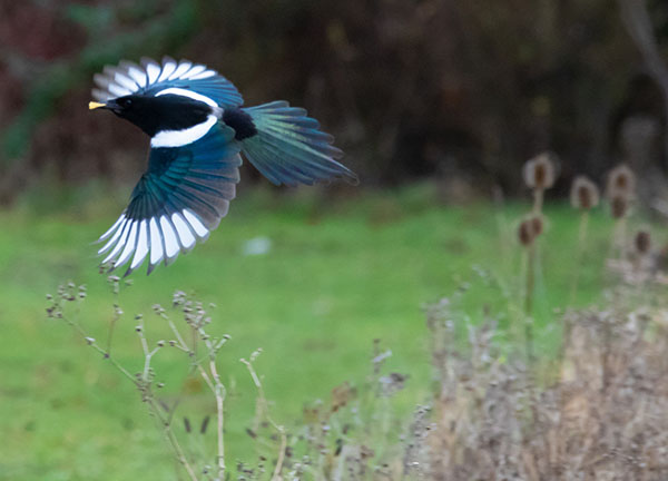 Flygande skata. Foto: Pixabay