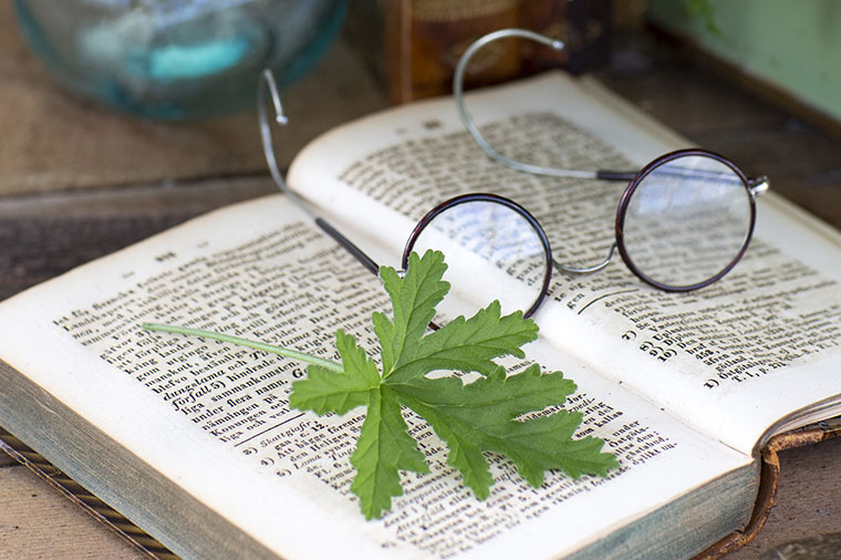 Rosengeraniumbland på bok med glasögon. Foto: Mäster Grön.