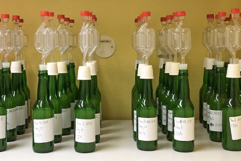 Jäsande drycker i flaskor.