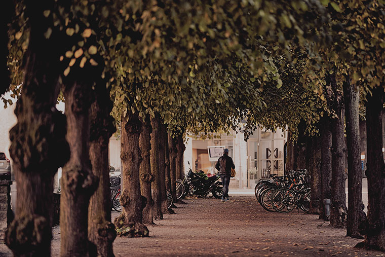 Vacker tr&auml;dall&eacute; centralt bel&auml;gen  med cyklar parkerade l&auml;ngst bort och en man som g&aring;r med ryggen v&auml;nd mot kameran.