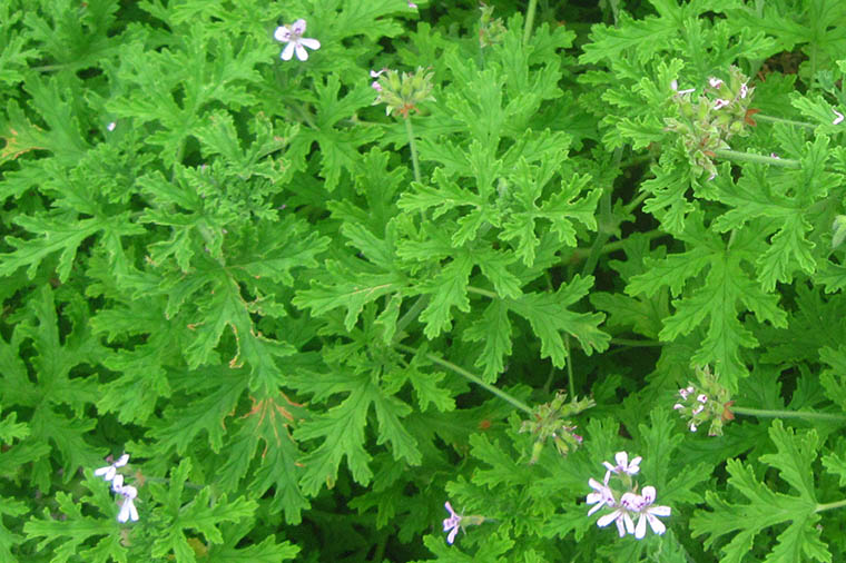 Pelargonium graveolens.