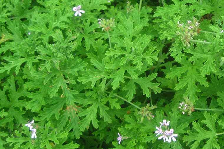 Pelargonium graveolens.