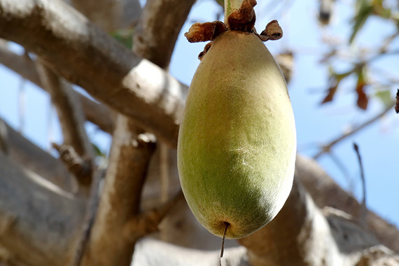 Baobab &auml;r en afrikansk frukt som brukar kallas "superfrukt" f&ouml;r sitt n&auml;ringsinneh&aring;ll.