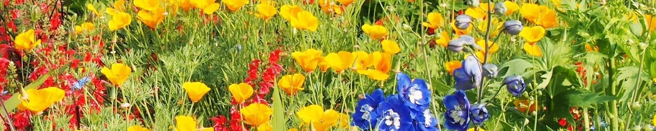 udlblommor
