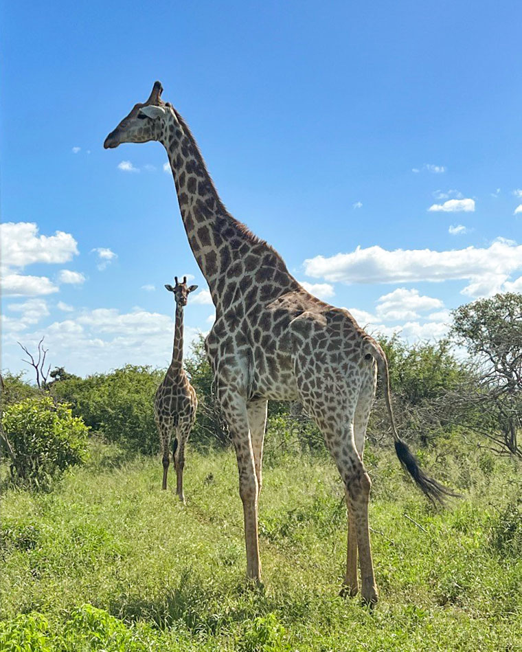 Giraffer under safarin i Krugerparken.