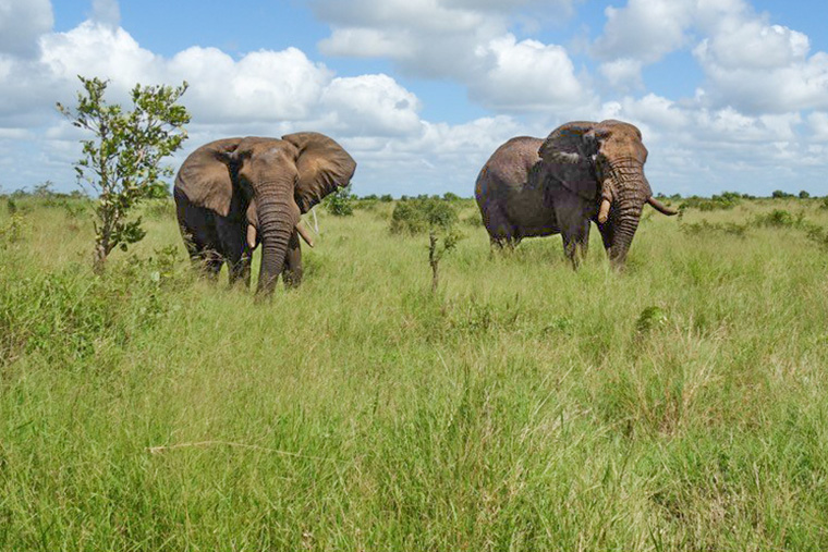 Elefanter i Krugerparken.