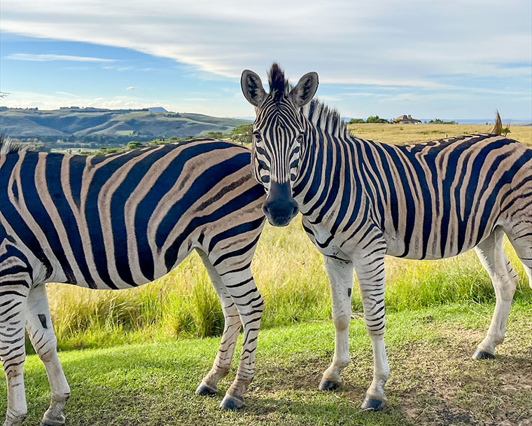 I Cathkin park i Drakensberg fanns zebror.