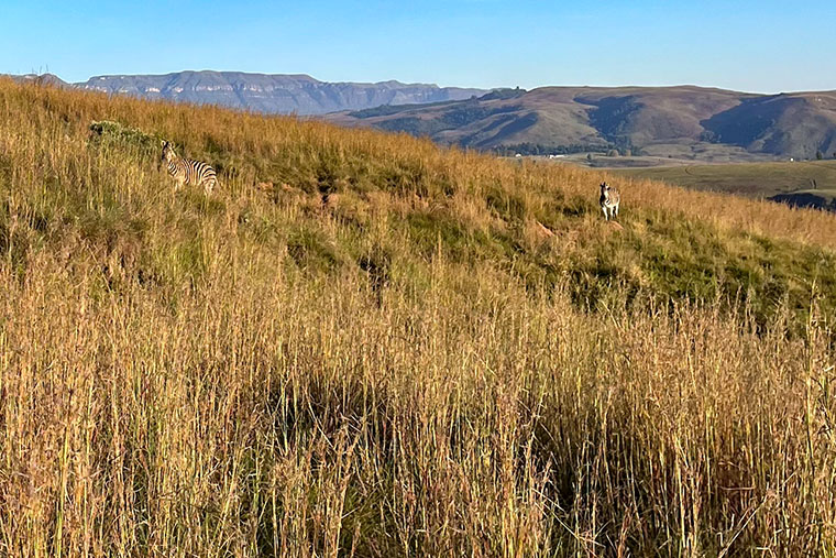 I Drakensberg vandrade Moa och Matilda i bergen.