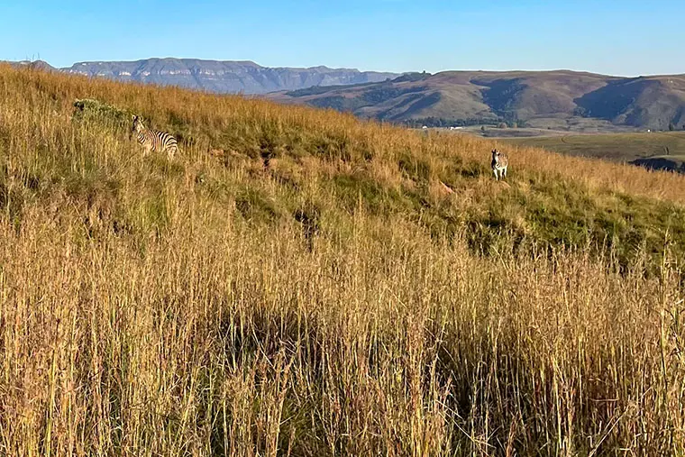 I Drakensberg vandrade Moa och Matilda i bergen.