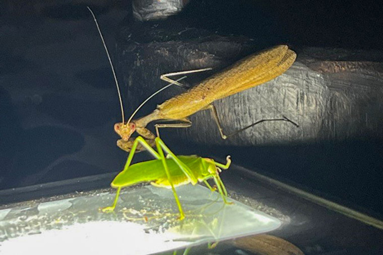 En gr&auml;shoppa och en b&ouml;nsyrsa &ndash; den f&ouml;rsta en delikatess i lokala k&ouml;k och den andra, kallad &rdquo;praying mantis&rdquo;, betyder tur om du f&aring;r syn p&aring; en.&nbsp;