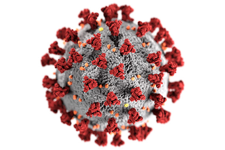 Datoranimering av SARS-CoV-2 med de karakteristiska r&ouml;da &rdquo;proteinspikarna&rdquo;, vilka k&auml;nner igen och binder in till v&auml;rdceller. Bild: Wikimedia Commons, CDC/ Alissa Eckert, MS; Dan Higgins, MAM