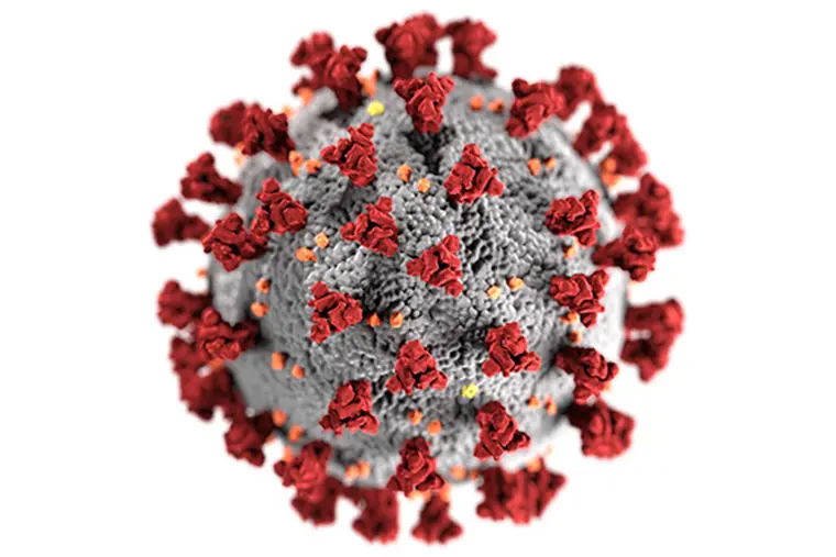 Datoranimering av SARS-CoV-2 med de karakteristiska r&ouml;da &rdquo;proteinspikarna&rdquo;, vilka k&auml;nner igen och binder in till v&auml;rdceller. Bild: Wikimedia Commons, CDC/ Alissa Eckert, MS; Dan Higgins, MAM